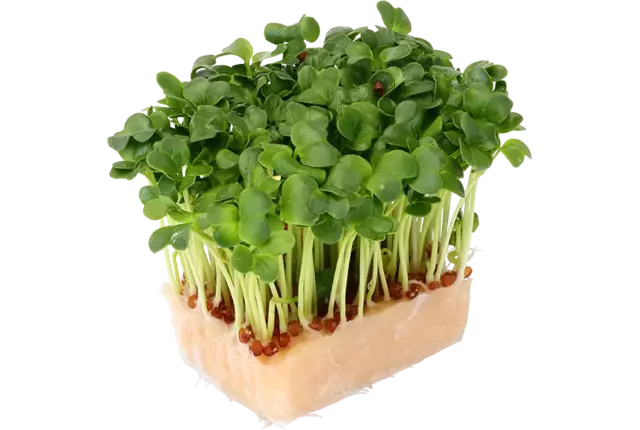 Daikon cress single stuk